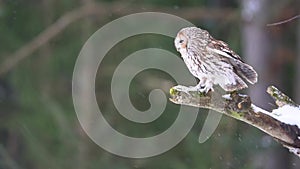 Tawny owl touch down tree branch with snow in slow motion. Small brown owl landing in winter forest. Bird landing in