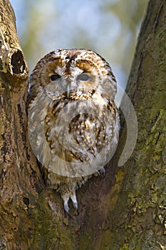 Tawny owl in tree