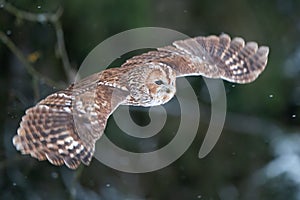 Tawny owl with widely spread wings flying in the forest. Wild nature animal. Owl flying in the air with dark blurred