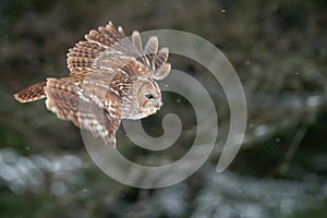 Tawny owl with widely spread wings flying in the forest. Wild nature animal. Owl flying in the air with dark blurred