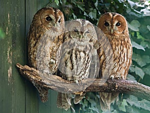 Tawny Owls