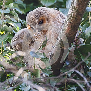 Tawny Owls