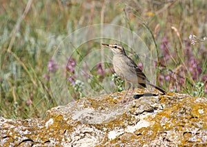 Tawny pipit