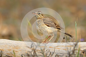 Tawny Pipit - Anthus campestris