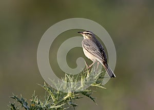 Tawny pipit, Anthus campestris