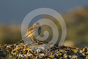 Tawny pipit (Anthus campestris) close-up