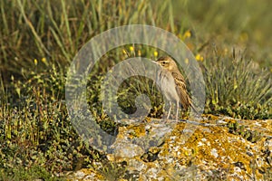 Tawny pipit (Anthus campestris) close-up