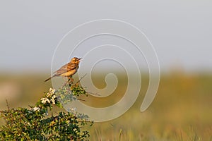 Tawny pipit (Anthus campestris) close-up