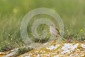 Tawny pipit (Anthus campestris) close-up