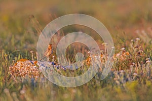 Tawny pipit (Anthus campestris) close-up