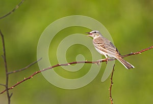 Tawny pipit (Anthus campestris) close-up