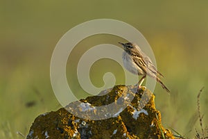 Tawny pipit (Anthus campestris) close-up