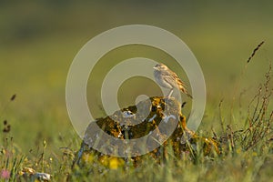 Tawny pipit (Anthus campestris) close-up