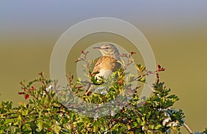 Tawny pipit (Anthus campestris) close-up