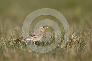 Tawny Pipit in grassland field