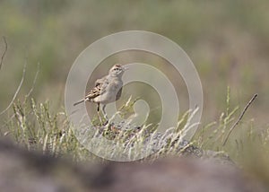 Tawny Pipit in rocky steppe.