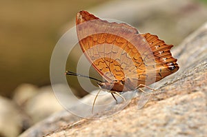 Tawny rajah butterfly