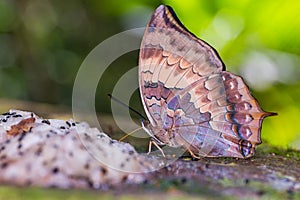 Tawny Rajah butterfly