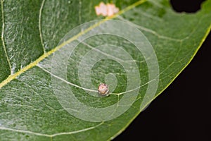 Tawny Rajah butterfly egg