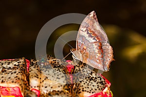 The Tawny Rajah butterfly on fruit
