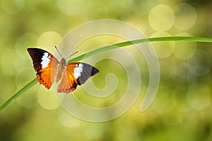 Tawny Rajah butterfly resting on twig