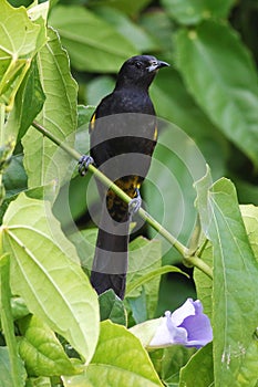 Tawny-shouldered blackbird, agelaius humeralis, endemic bird species from Cuba photo