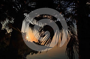 Tawny Sunrise across Mallieha Bay silhouetting Palm trees