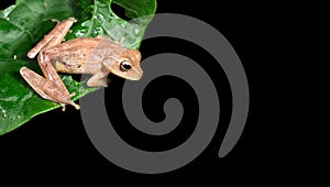 Tawny tree frog Smilisca puma