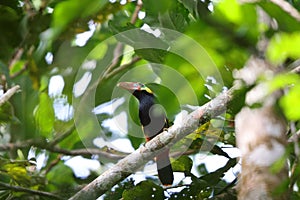 The tawny-tufted toucanet (Selenidera nattereri) in Colombia