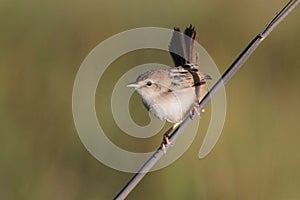 Tawnyflanked Prinia