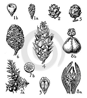 Taxaceae, Pinaceae, and Gnetaceae vintage illustration photo