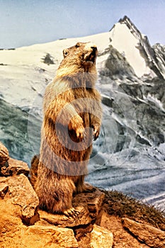 Taxidermic model of marmot standing on stone