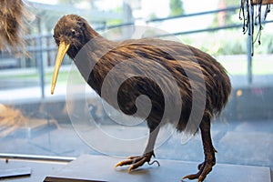 Taxidermy Kiwi Bird photo