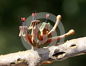 Taxillus vestitus, Rusty mistletoe