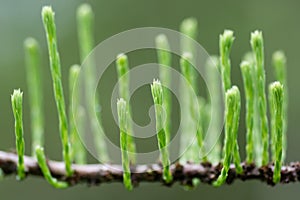 Taxodium ascendens 'Nutans' fresh shoots from branch photo
