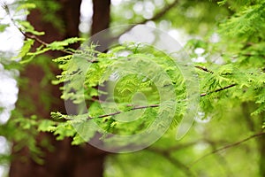 Taxodium dissertation (L.) Rich leaves photo