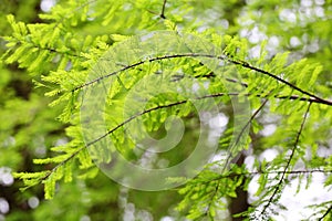 Taxodium dissertation (L.) Rich leaves photo