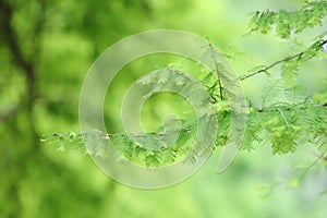 Taxodium dissertation (L.) Rich leaves photo