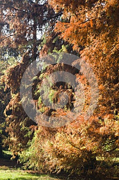 Taxodium distichum bald cypress