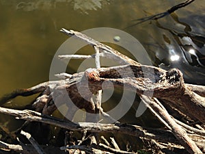 Taxodium Distichum (Bald Cypress) Roots Growing in Water.