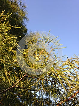 Taxodium Distichum (Bald Cypress) Tree Branches with Cones and Needles Lit by Sunlight during Sunset.