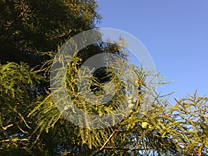 Taxodium Distichum (Bald Cypress) Tree Branches with Cones and Needles Lit by Sunlight during Sunset.