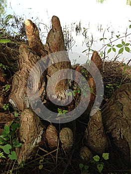 Taxodium Distichum (Bald Cypress) Tree Knees next to Pond.