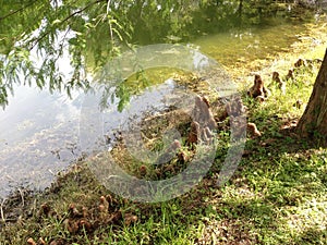 Taxodium Distichum (Bald Cypress) Tree Knees next to Pond.