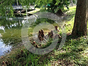 Taxodium Distichum (Bald Cypress) Tree Knees next to Pond.