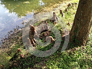 Taxodium Distichum (Bald Cypress) Tree Knees next to Pond.