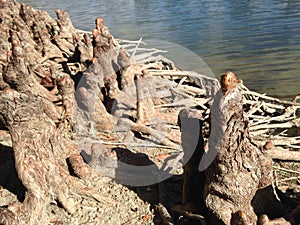 Taxodium Distichum Bald Cypress Tree Knees and Roots next to Water.