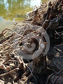 Taxodium Distichum (Bald Cypress) Tree Knees and Roots next to Water.