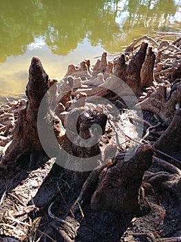 Taxodium Distichum (Bald Cypress) Tree Knees and Roots next to Water.