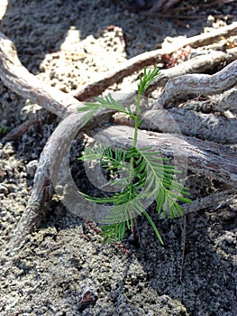 Taxodium Distichum (Bald Cypress) Tree Sprout Growing between Knees and Roots next to Water.